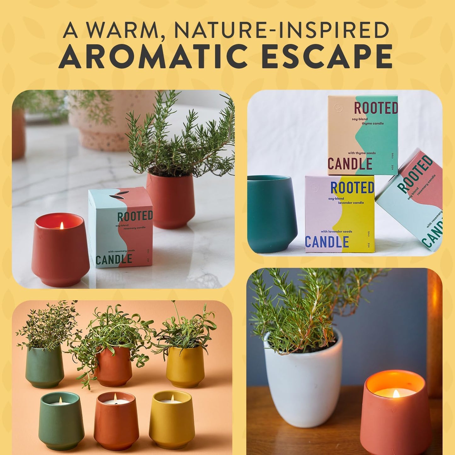 Modern Sprout - 2 in 1 Cedarwood Scented & Soy Candle with Seeds that Grows into Lavender Plant - 6 oz w/ 42 hr Burn time in Matte Glaze Ceramic Vessel Ideal for Indoor Herb Garden