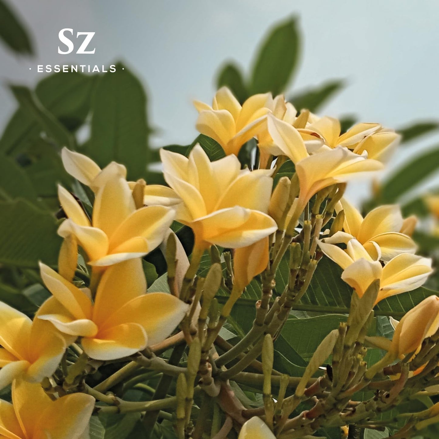Ylang Ylang Essential Oil - First Distillation Only - Extra Grade - The Real Deal - 100% Pure and Natural - Undiluted - 5ml