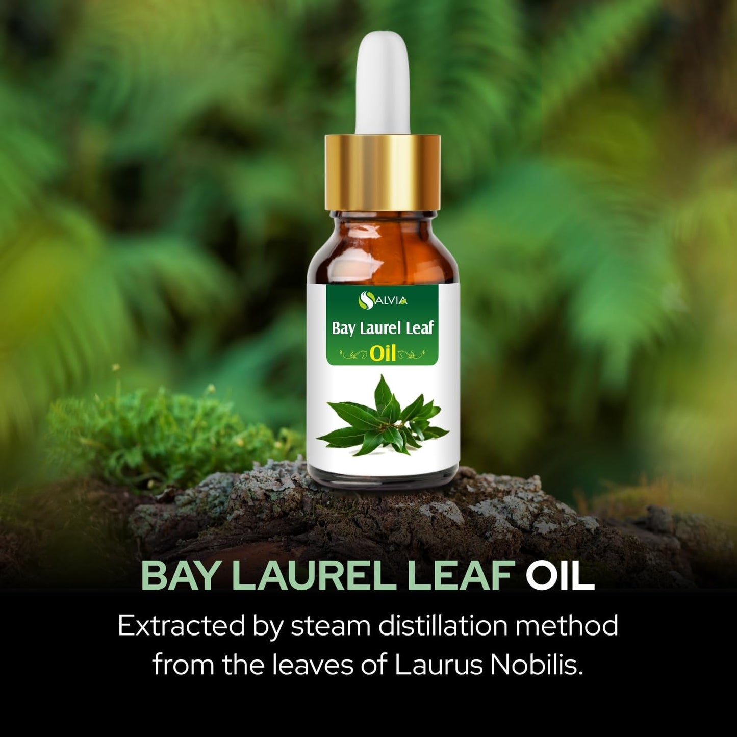 Salvia Bay Laurel Leaf Oil (Laurus Nobilis) 100% Pure & Natural Undiluted Essential Oil, 30ml/1.01fl oz