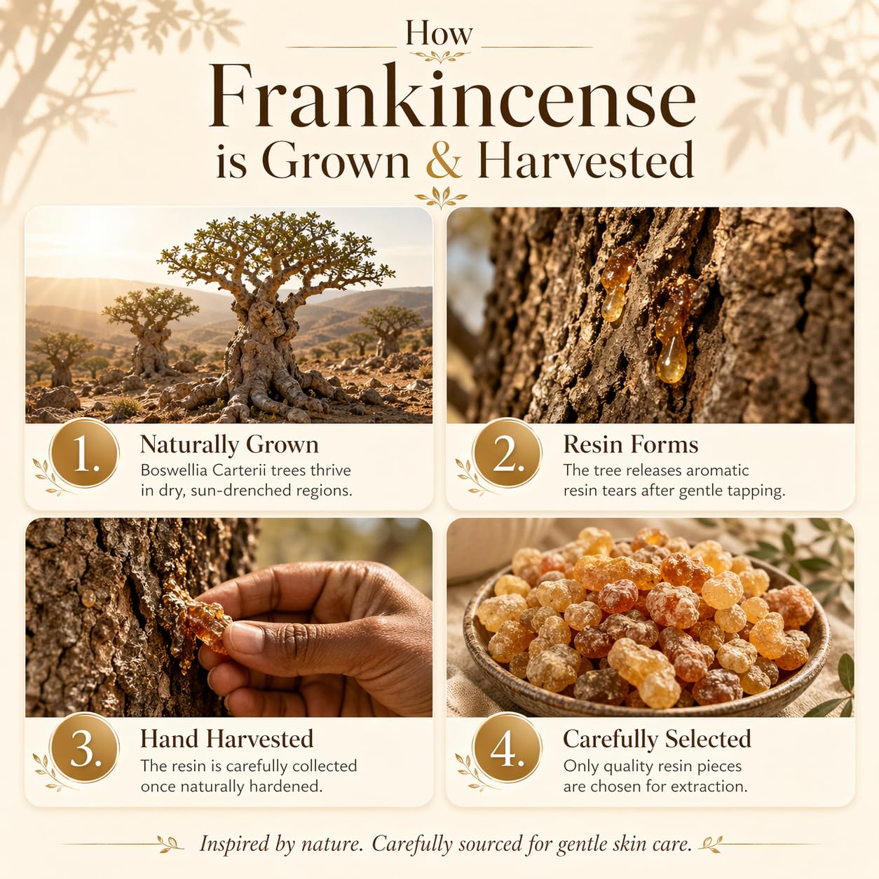 Frankincense Resin Oil for Face & Skin, 100% Pure & Natural, Steam Distilled Boswellia Carterii, Hydrating Face Oil for Women, Aromatherapy & Daily Skincare, 2.02 fl oz