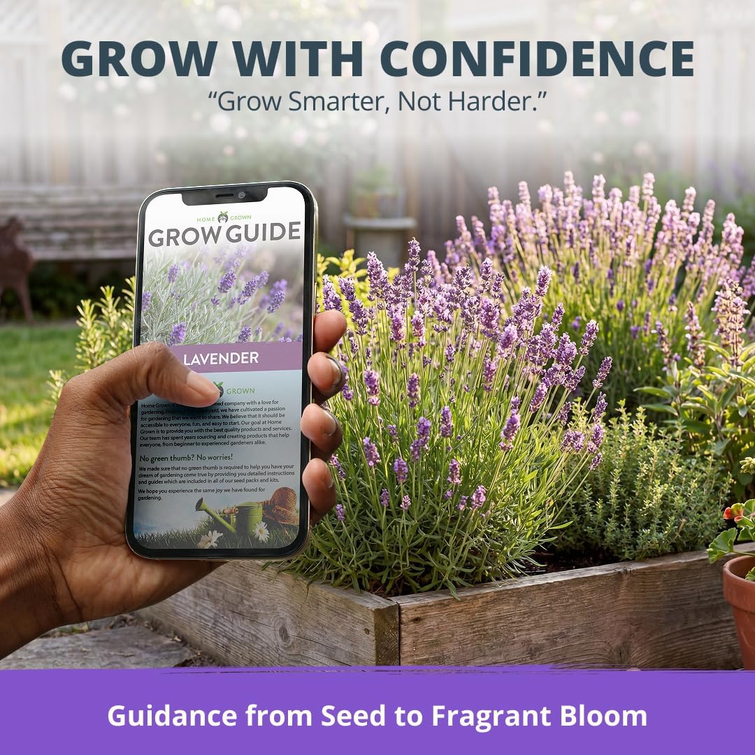 HOME GROWN Non GMO English Lavender Seeds 3,000+ Wildflower Seed for Planting Indoor/Outdoor, High Germination, Plant Flower Seeds (Lavandula antustifolia)