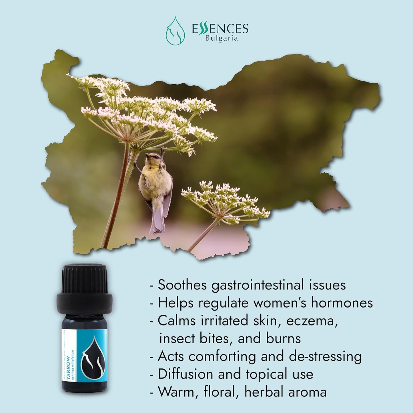Essences Bulgaria Organic Yarrow Essential Oil 1/6 Fl Oz | 5ml | Achillea millefolium | 100% Pure and Natural | Undiluted | Therapeutic Grade | Family Owned Farm | Steam-Distilled | Non-GMO | Vegan