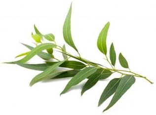 Eucalyptus Essential Oil (Eucalyptus Globulus) 100% Pure, Natural, Therapeutic Grade 120 mL (4 oz)