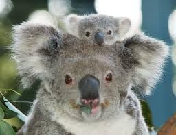 Eucalyptus Essential Oil 100% Pure 4oz or 8oz or 16oz for Aromatherapy, Massage, Topical & Household Uses