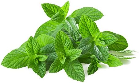US Organic 100% Pure Spearmint Essential Oil - USDA Certified Organic, Steam Distilled - W/Euro droppers (More Size Variations Available) (10 ml / .33 fl oz)
