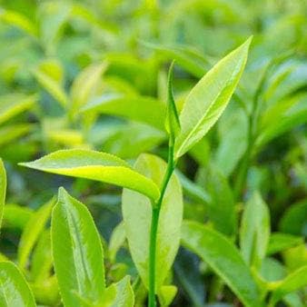 Tea Tree Essential Oil (Melaleuca Essential Oil) 100% Pure, Natural, Therapeutic Grade 120 mL (4 oz)
