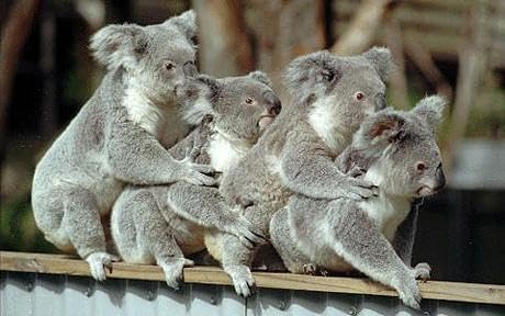Eucalyptus Essential Oil 100% PURE16 oz