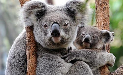 Eucalyptus Essential Oil 100% Pure 4oz or 8oz or 16oz for Aromatherapy, Massage, Topical & Household Uses