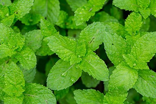 US Organic 100% Pure Peppermint Essential Oil - USDA Certified Organic - 10 ml - w/Improved caps and droppers (More Size Variations Available)