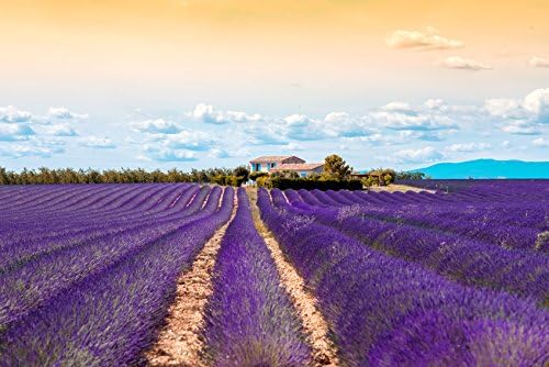 US Organic 100% Pure Lavender Essential Oil
