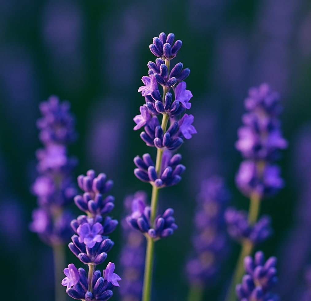 Blissful Lavender Incense Sticks – 100g | Handmade, Toxin-Free, Long-Lasting Fragrance | Natural Resin Aroma for Meditation, Yoga & Home Use