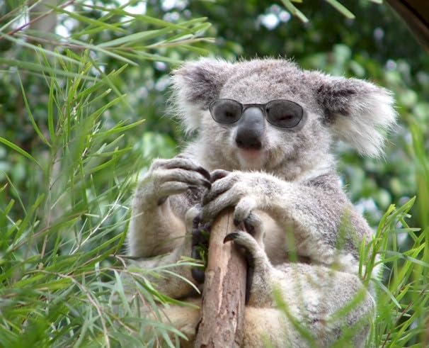 Eucalyptus Essential Oil 100% PURE16 oz