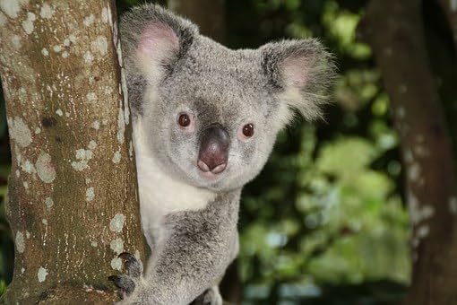 Eucalyptus Essential Oil 100% Pure 4oz or 8oz or 16oz for Aromatherapy, Massage, Topical & Household Uses