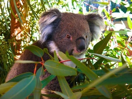 Eucalyptus Essential Oil 100% PURE16 oz