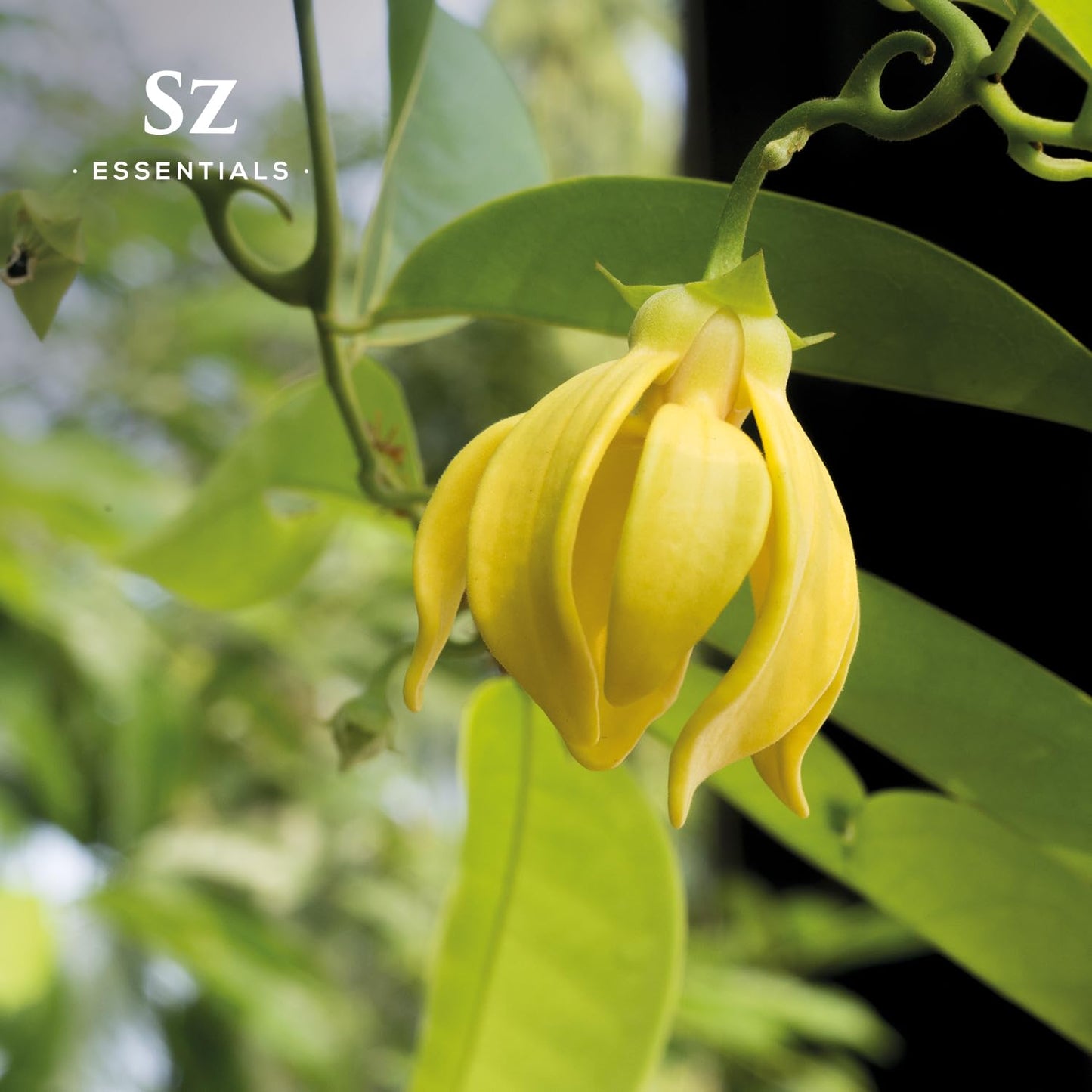 Ylang Ylang Essential Oil - First Distillation Only - Extra Grade - The Real Deal - 100% Pure and Natural - Undiluted - 5ml