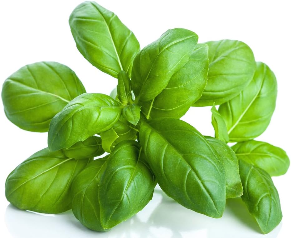 US Organic 100% Pure Basil Essential Oil, USDA Certified Organic, Steam Distilled W/Euro Dropper, 10 ml (More Size Variations Available)