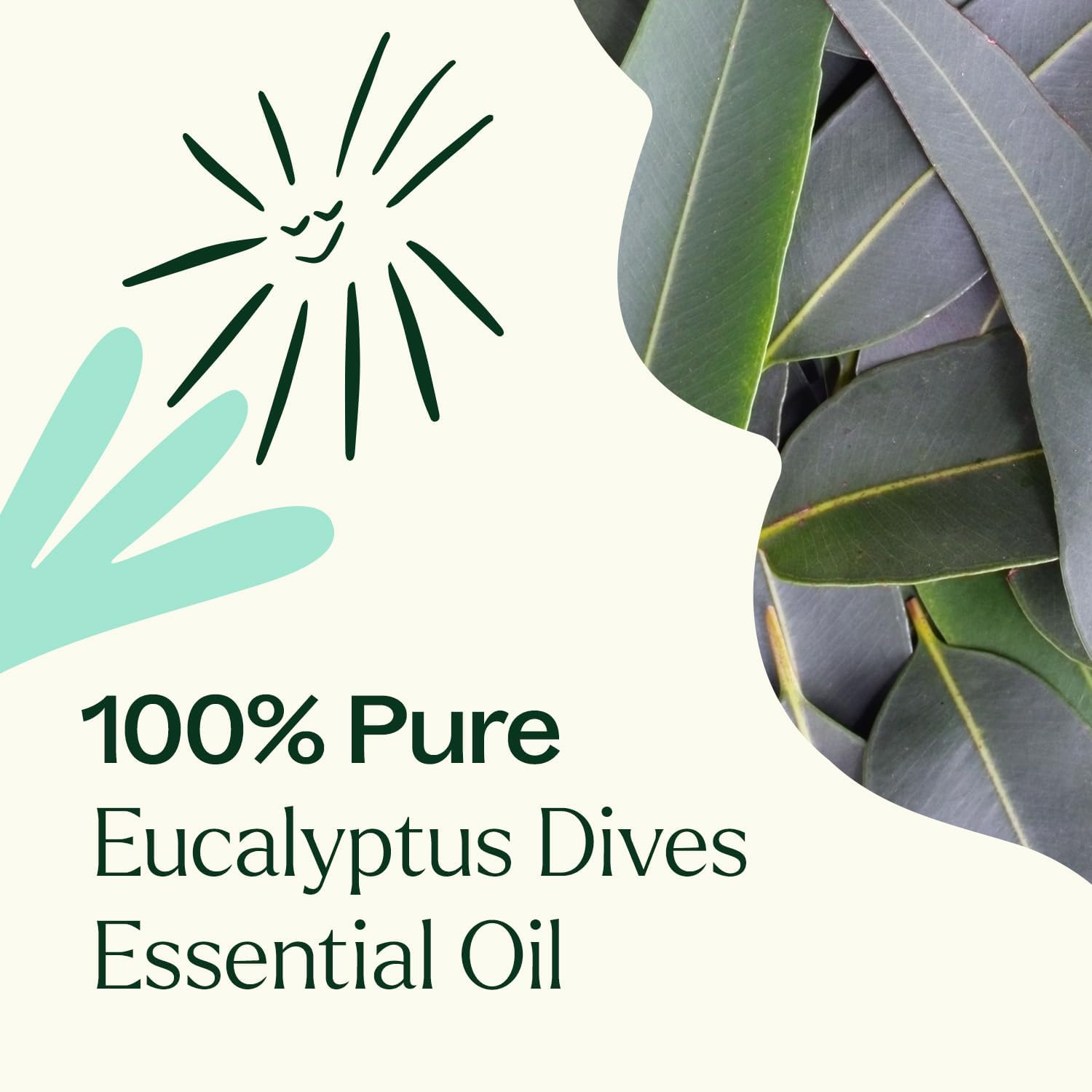 Plant Therapy Eucalyptus Dives Essential Oil 10 mL (1/3 oz) 100% Pure, Undiluted, Stimulating Aromatherapy Oil for Diffusing, Clearing & Refreshing