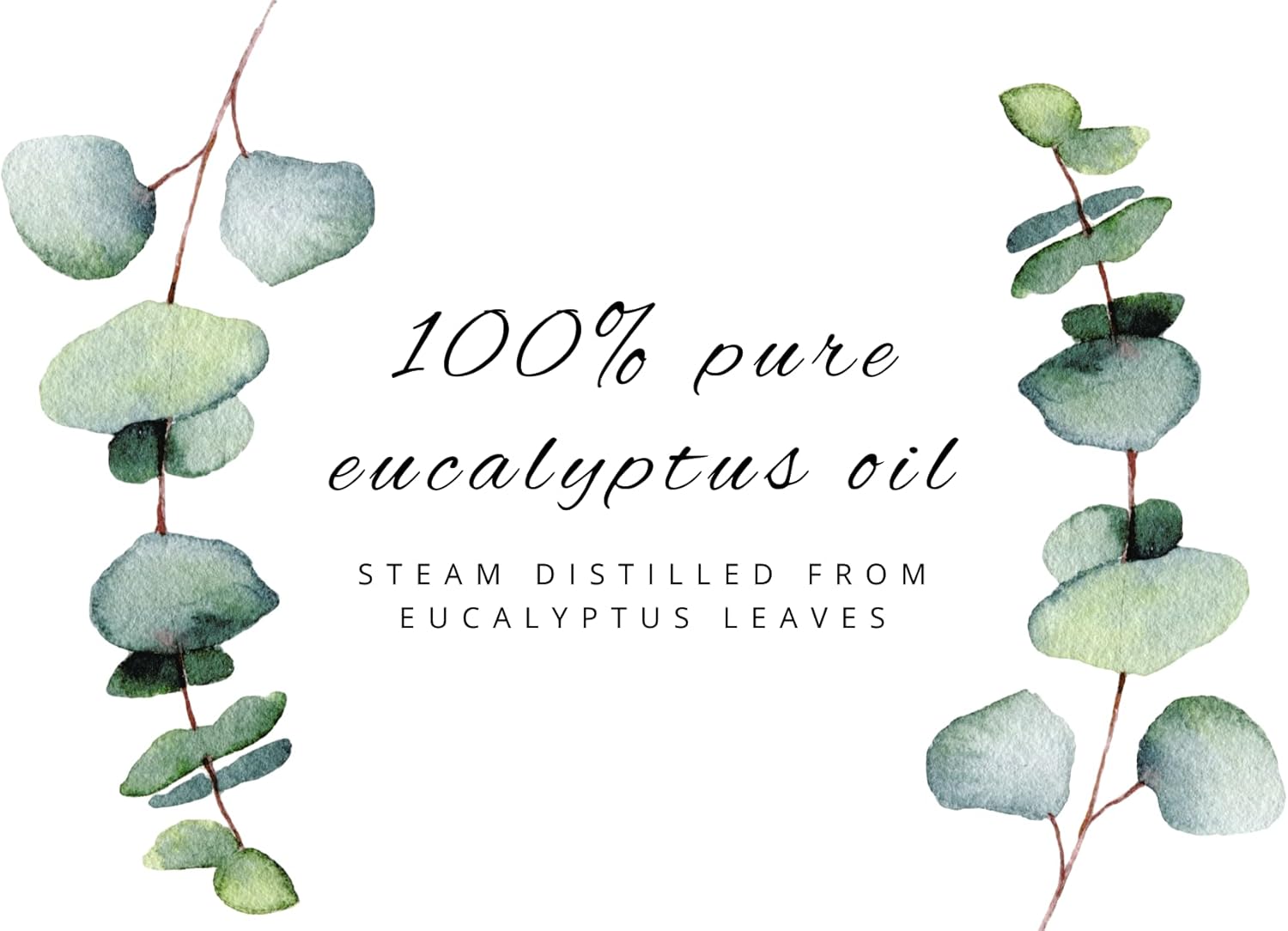 GreenHealth Eucalyptus Essential Oil – 1/6 fl oz (5 ml) Amber Glass Bottle w/Euro Dropper – 100% Pure Essential Oil