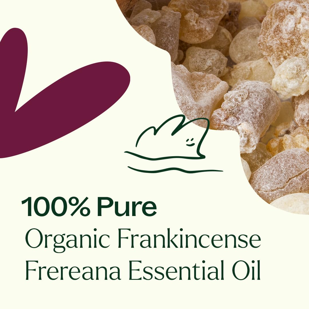 Plant Therapy Organic Frankincense Frereana Essential Oil 30 mL (1 oz), 100% Pure, USDA Certified Organic, Undiluted Aromatherapy Oil for Skin Care, Immune Support & Relaxation
