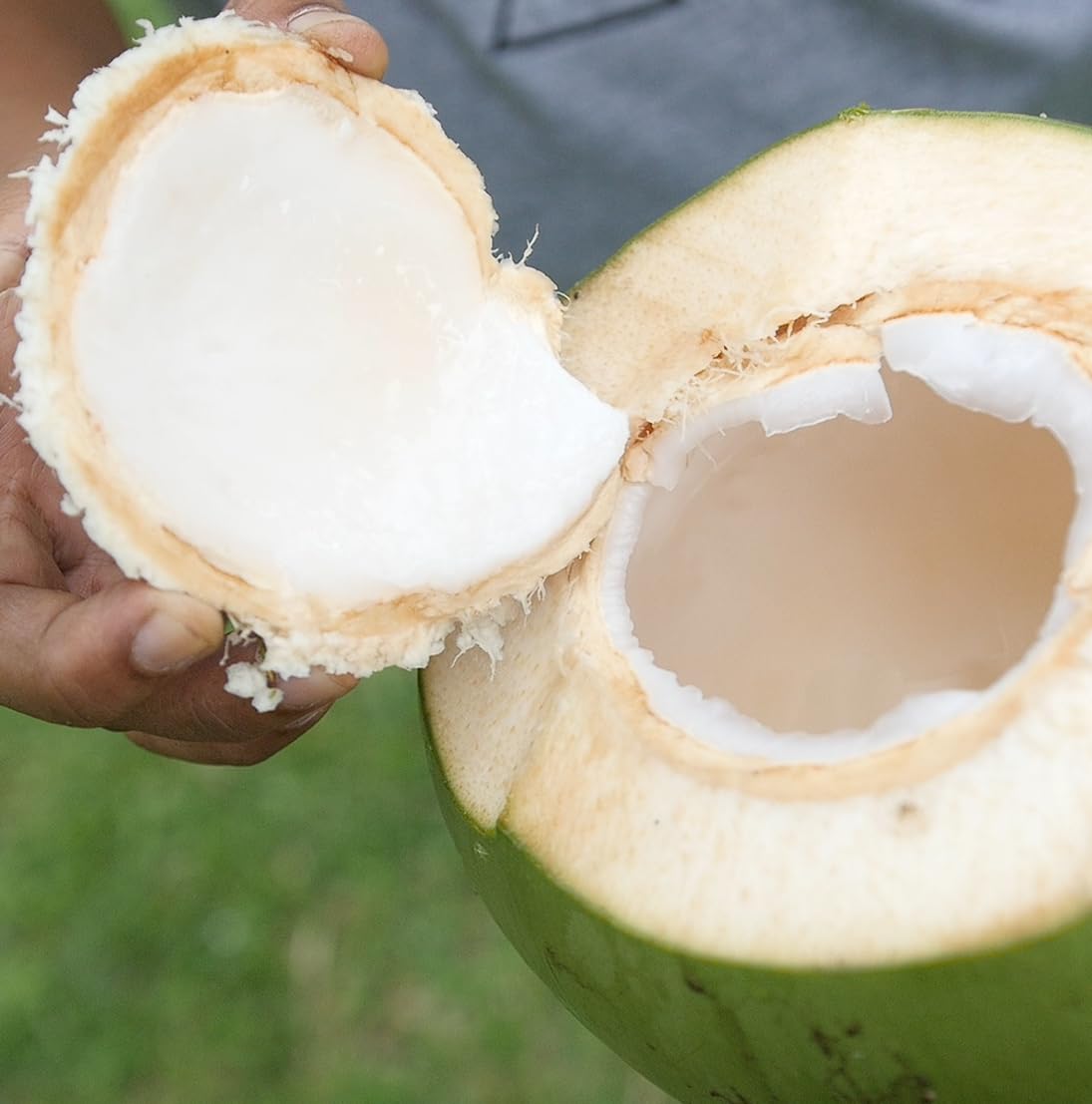 Fractionated Coconut Oil - Sourced Directly from our Farm Partner in the Philippines - Carrier Oil for Diluting Essential Oils, Body, Hair, and Skin Moisturizer - (16oz)
