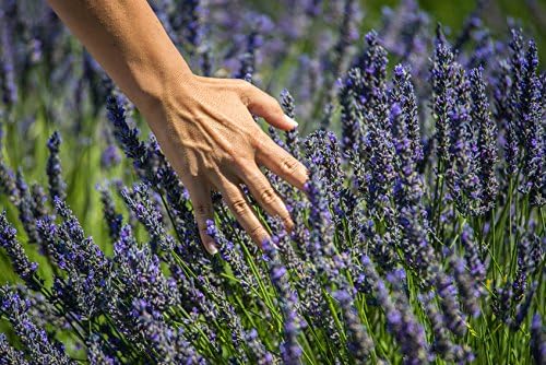 US Organic 100% Pure Lavender Essential Oil