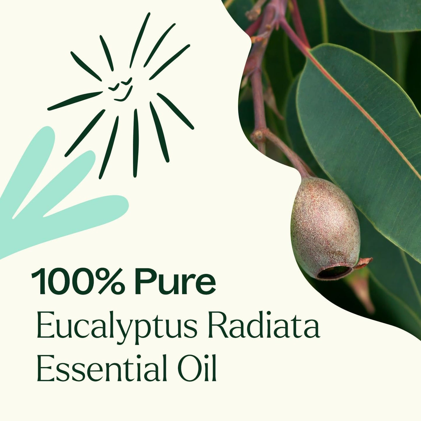 Plant Therapy Eucalyptus Radiata Essential Oil 30 mL (1 oz), 100% Pure, Undiluted, for Aromatherapy, Respiratory Support & Focus