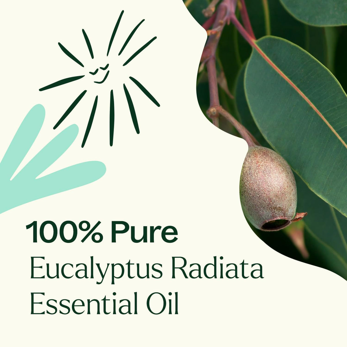 Plant Therapy Eucalyptus Radiata Essential Oil 30 mL (1 oz)