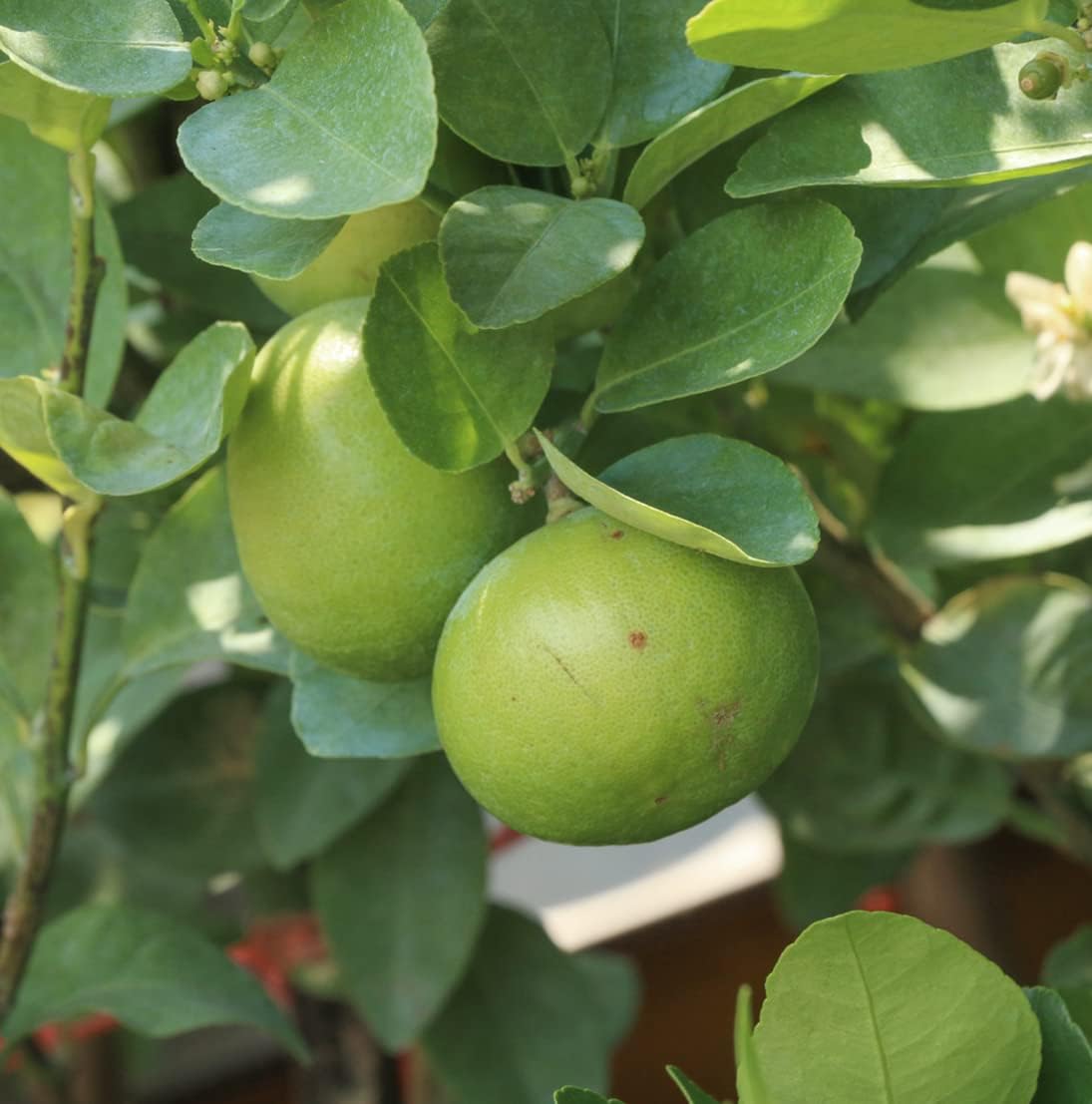 Lime Essential Oil - Direct from Citrusmade in Sicily- Pure Essential Oils for Diffusers and Aromatherapy in The Mediterranean - 100% Pure Therapeutic Grade (2LBS)