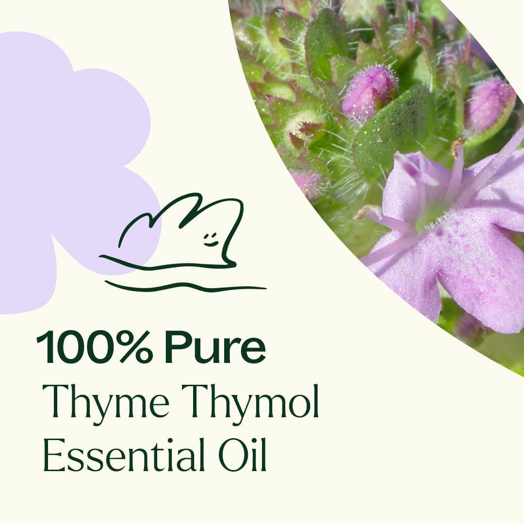 Plant Therapy Thyme Thymol Essential Oil 10 mL (1/3 oz), 100% Pure, Undiluted, Natural Aromatherapy for Immune Support and Digestive Relief