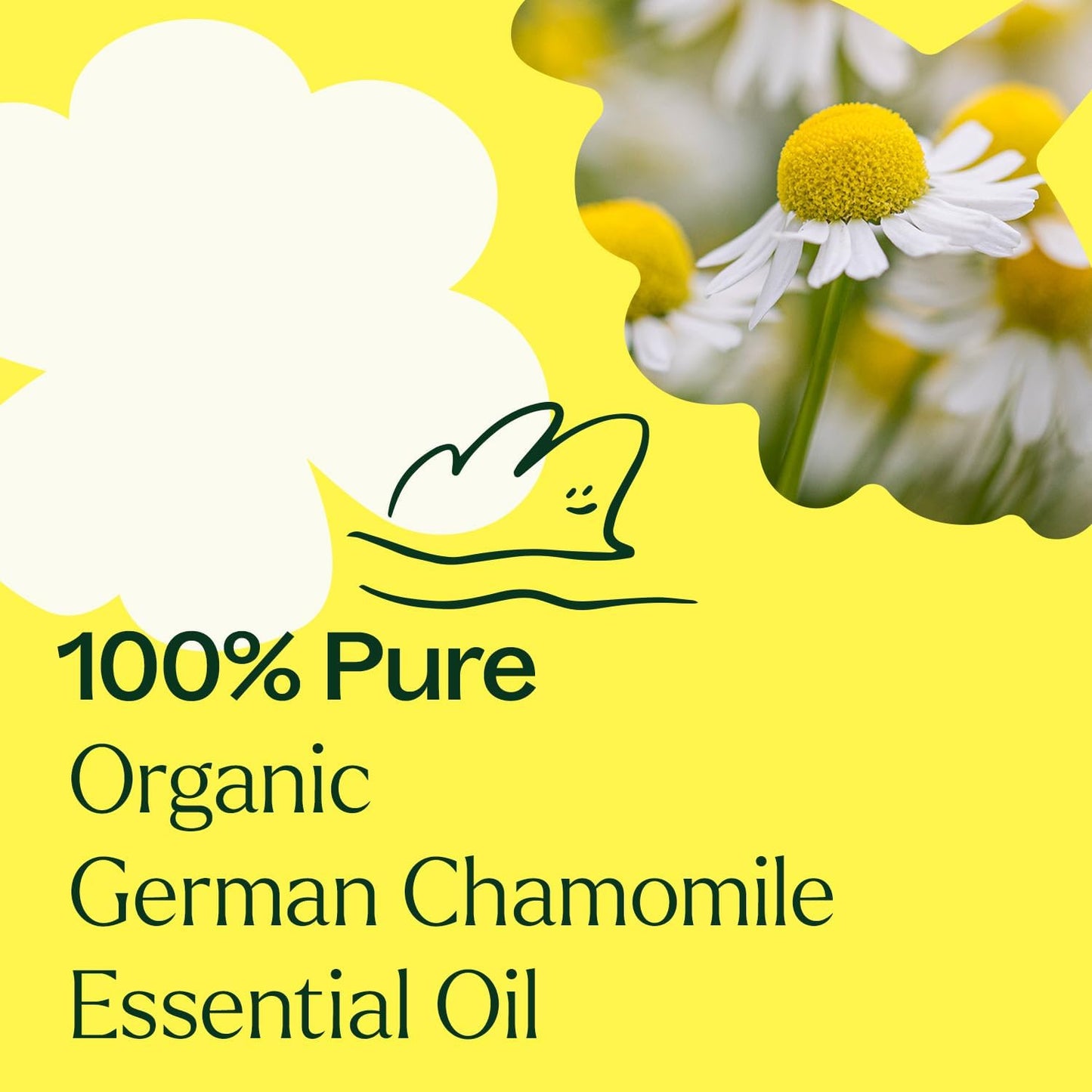 Plant Therapy Organic German Chamomile Essential Oil, 2.5 mL (1/12 oz), 100% Pure and Undiluted, Aromatherapy to Promote a Tranquil Atmosphere