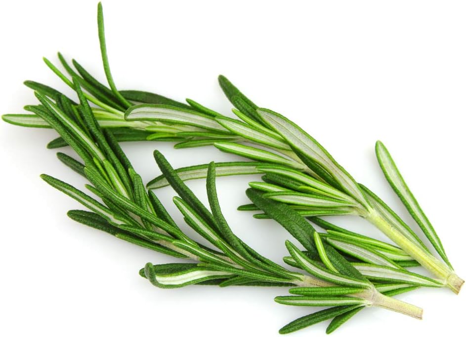 US Organic 100% Pure Rosemary Essential Oil, USDA Certified Organic 100% Pure, Steam Distilled, for Hair Growth, Scalp, Face, Skin, and Aromatherapy (Size Variations Available) (10 ml)