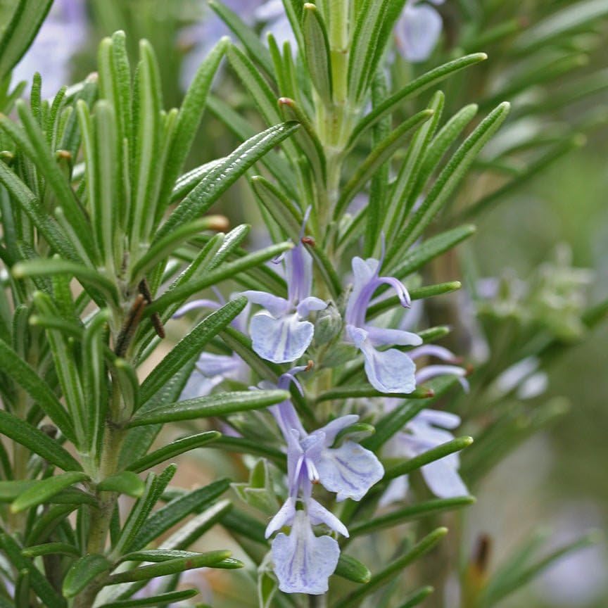 Aromatics International Premium Organic Rosemary ct Camphor Essential Oil 18ml | 100% Pure Essential Oil for Diffusion & Aromatherapy