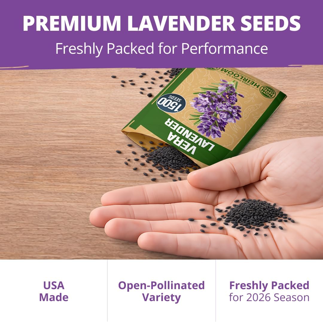 HOME GROWN Non GMO English Lavender Seeds 3,000+ Wildflower Seed for Planting Indoor/Outdoor, High Germination, Plant Flower Seeds (Lavandula antustifolia)