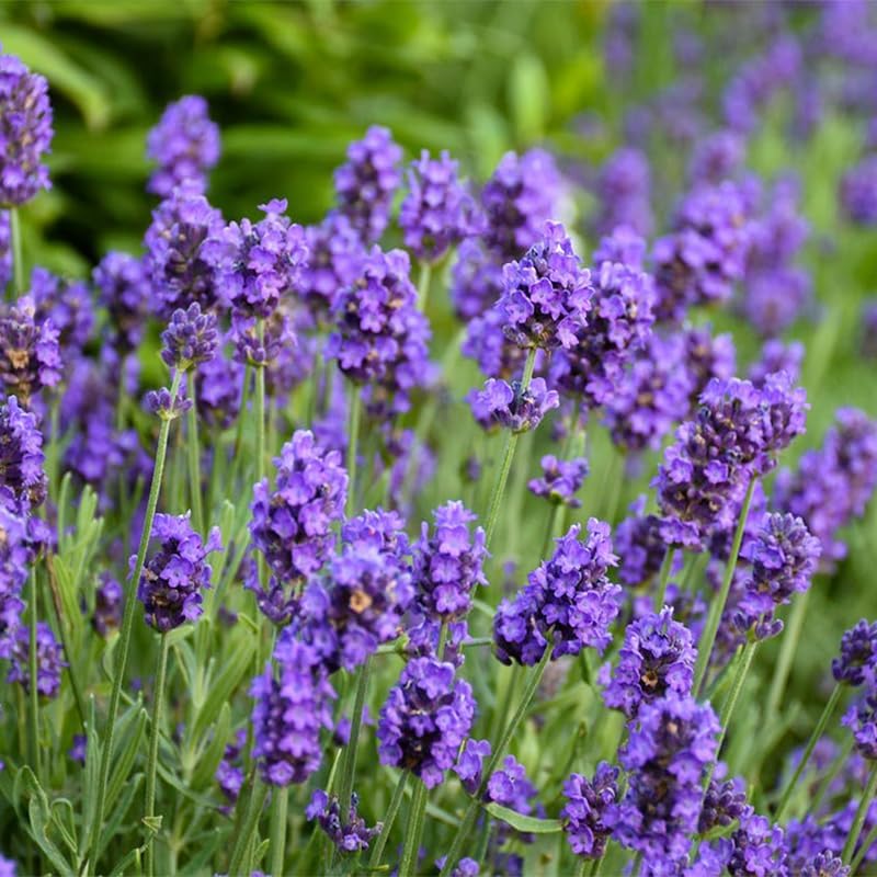 6000Pcs Lavender Seeds (English Lavender) - Perennial Herb, Non-GMO Heirloom Seeds for Planting, Fragrant Purple Flowers for Garden