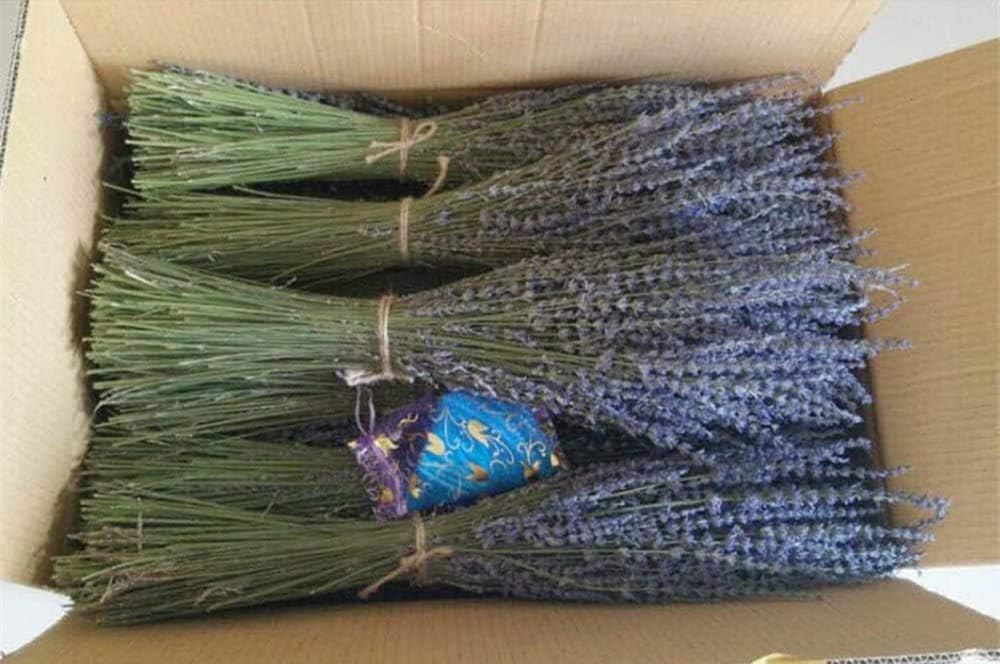 TooGet Lavender Dried Ultra Blue Bundles 400+ Stems (16" - 18" Long) for Home Decor, Crafts, Gift,Wedding or Any Occasion