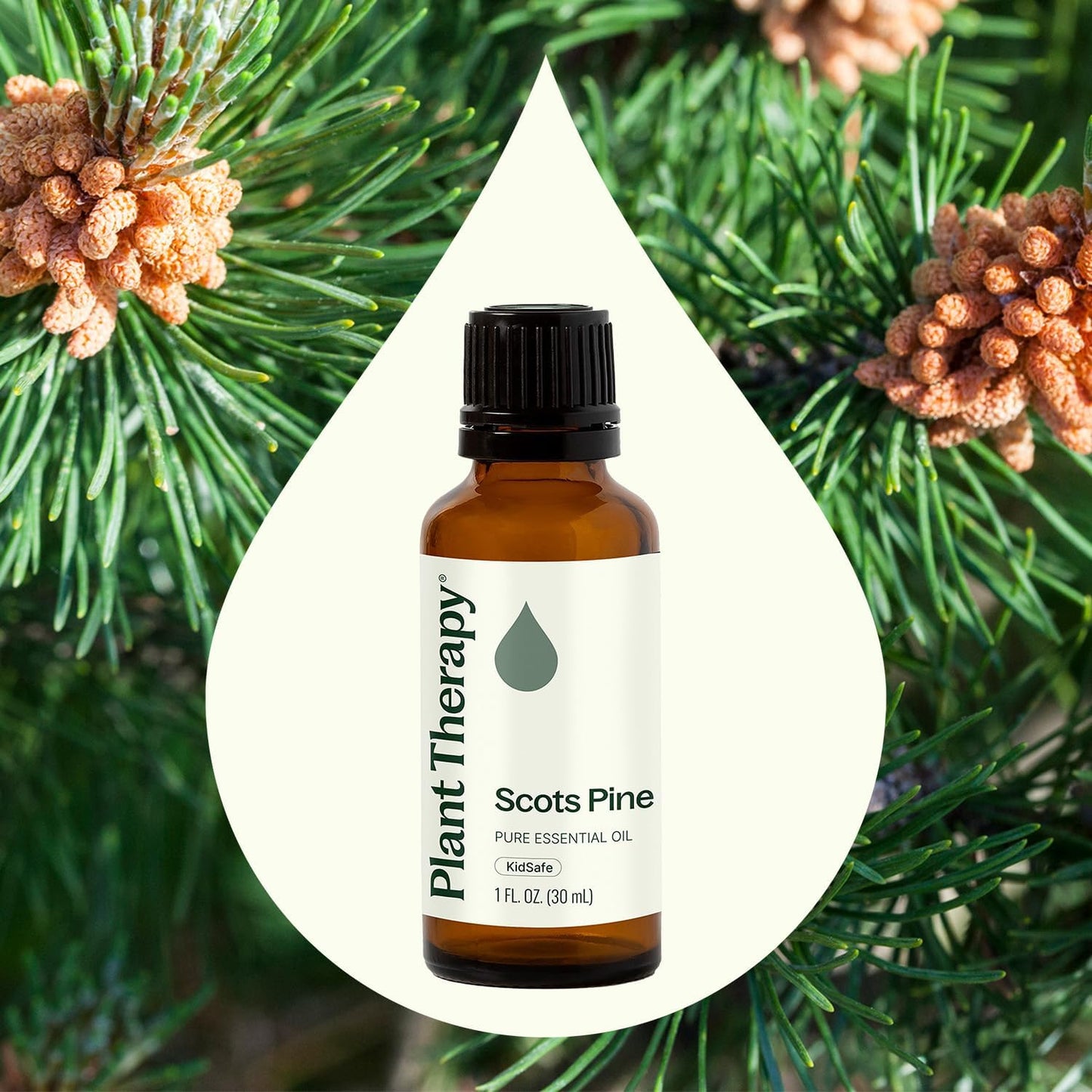 Plant Therapy Scots Pine Essential Oil 30 mL (1 oz) 100% Pure, Undiluted, Therapeutic Grade