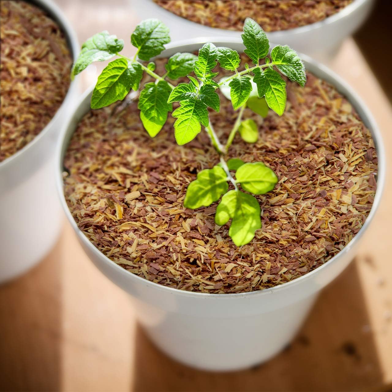 100% Natural Cedar Chips | Mulch | Great for Outdoors or Indoor Potted Plants | Dog Bedding | Pleasant Earthy Smell 4 Quarts
