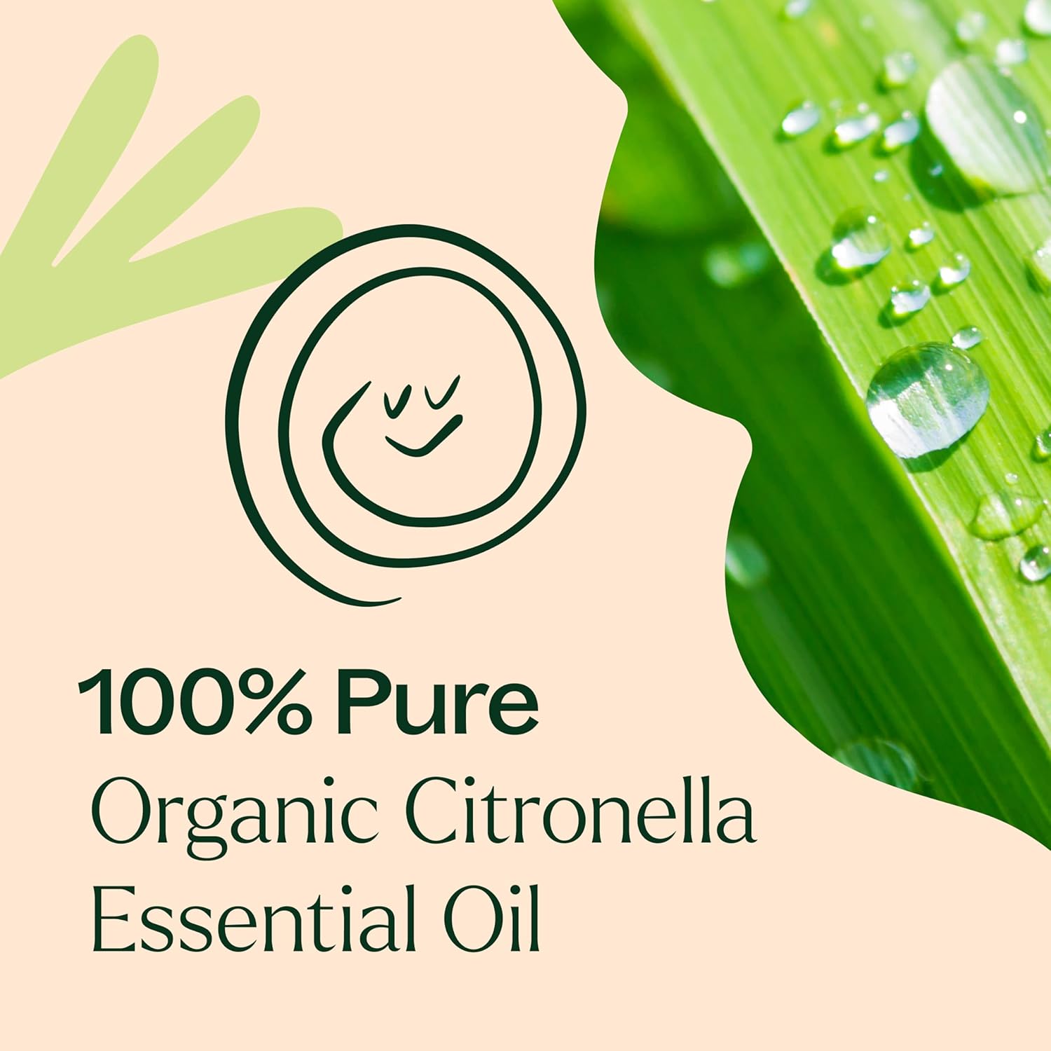 Plant Therapy Citronella Organic Essential Oil 30 mL (1 oz), 100% Pure, USDA Certified Organic, Undiluted, Natural Aromatherapy for Outdoor Pests and Immune Support
