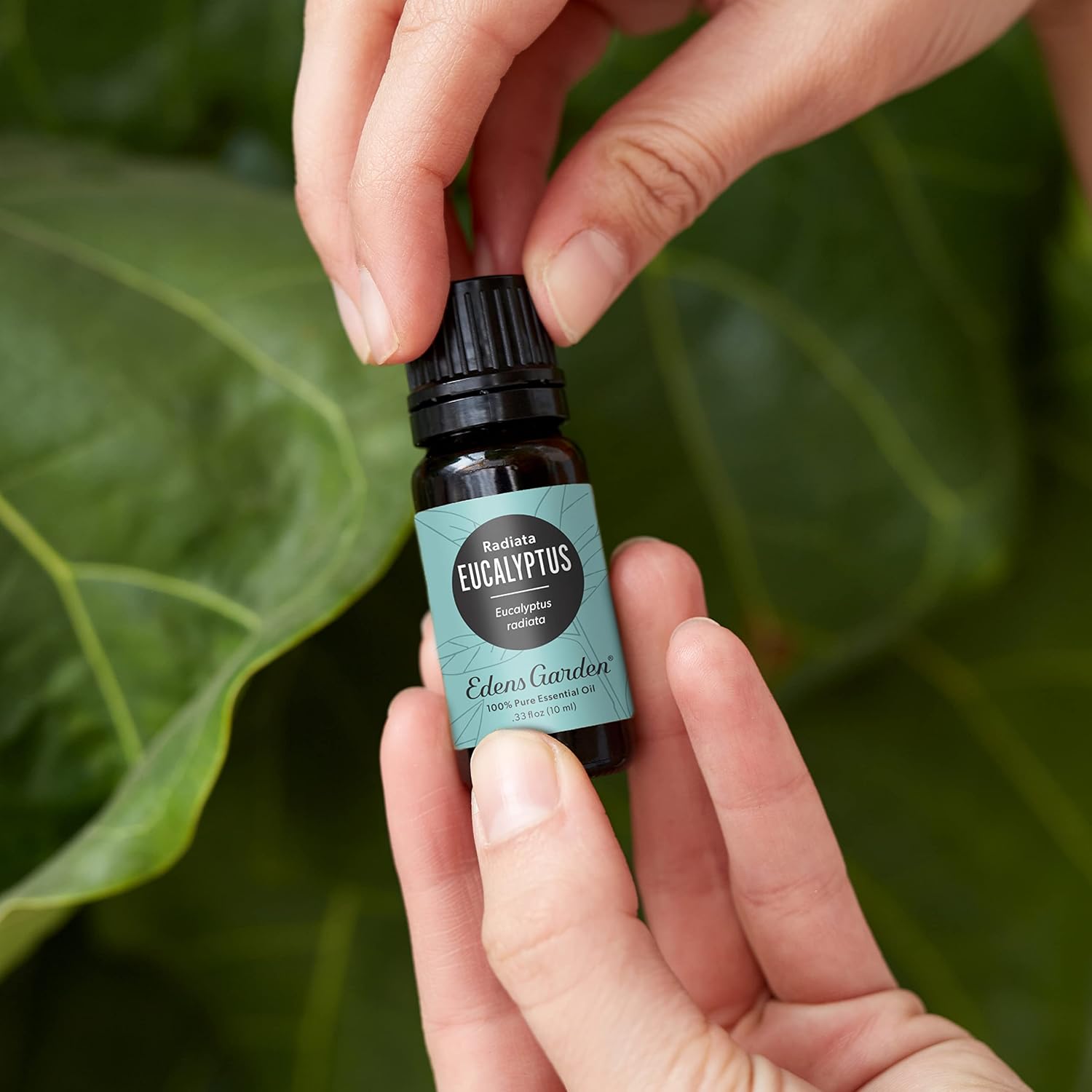 Edens Garden Eucalyptus- Radiata Essential Oil- 100% Pure Premium Grade, Undiluted, Natural, Therapeutic, Aromatherapy, The Best for Diffuser, Laundry, Hair, Humidifiers 10 ml (.33 fl oz)