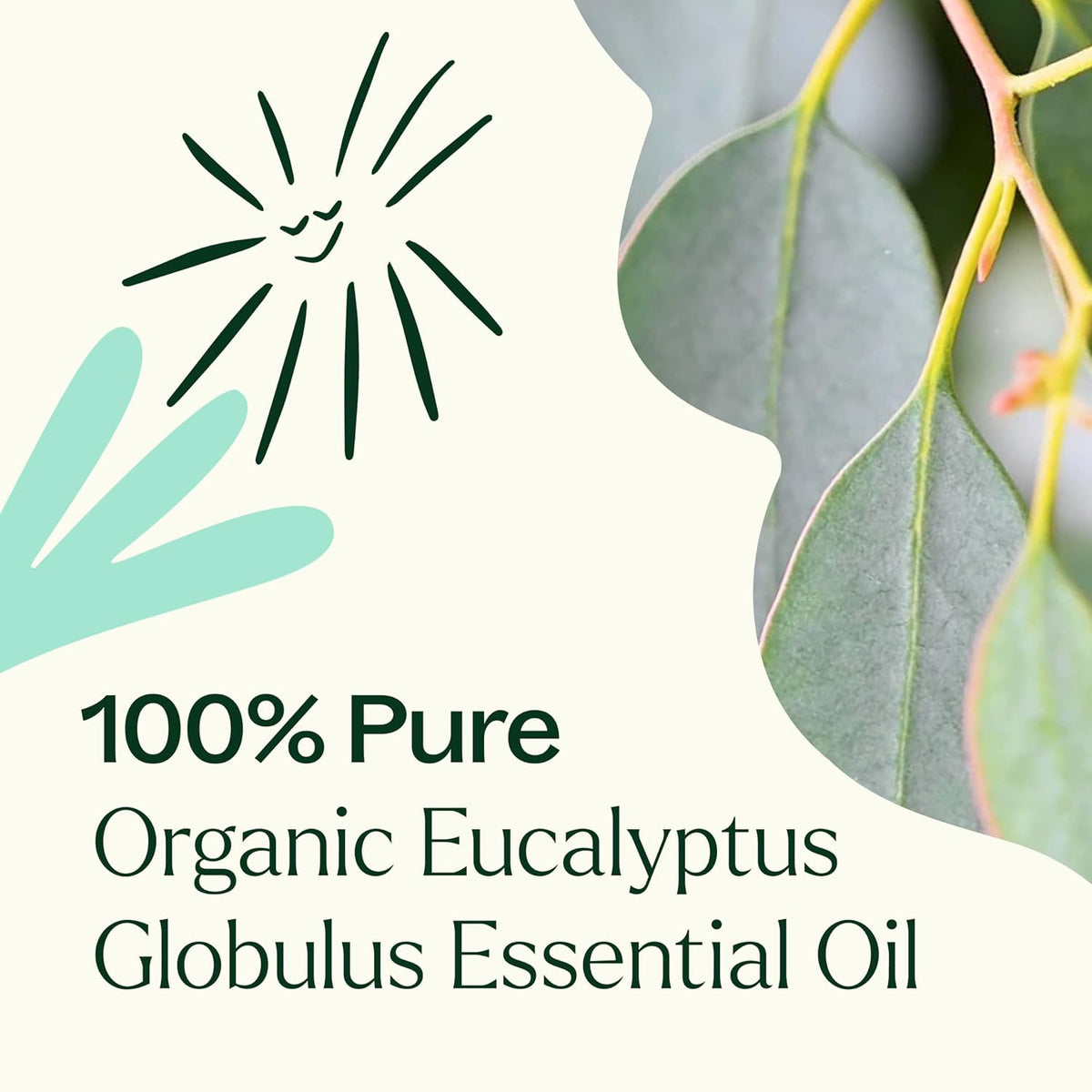 Plant Therapy Organic Eucalyptus Globulus Essential Oils 100 mL (3.3 oz)