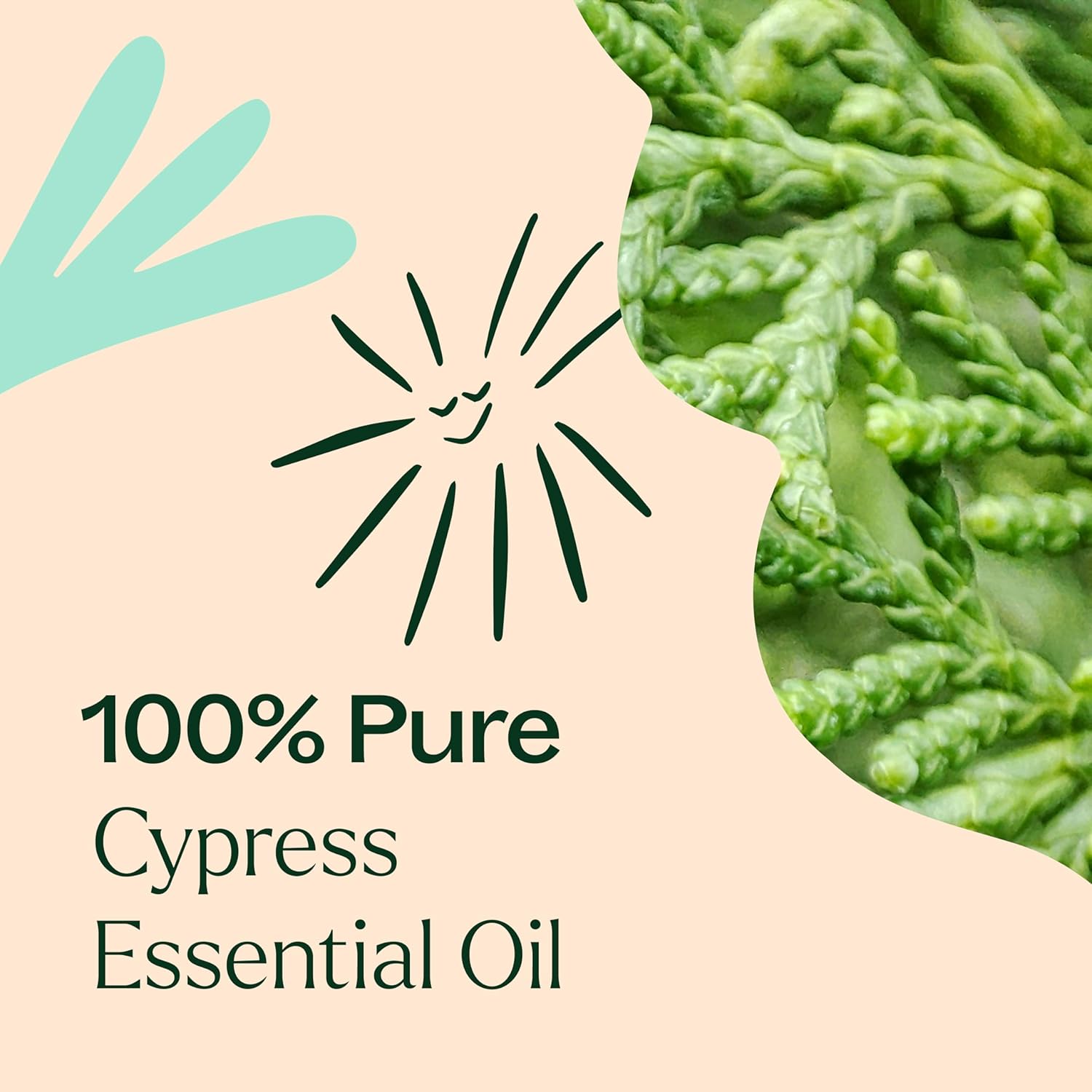 Plant Therapy Cypress Essential Oil 10 mL (1/3 oz), 100% Pure, Undiluted, Natural Aromatherapy for Congestion Relief and Clear Skin