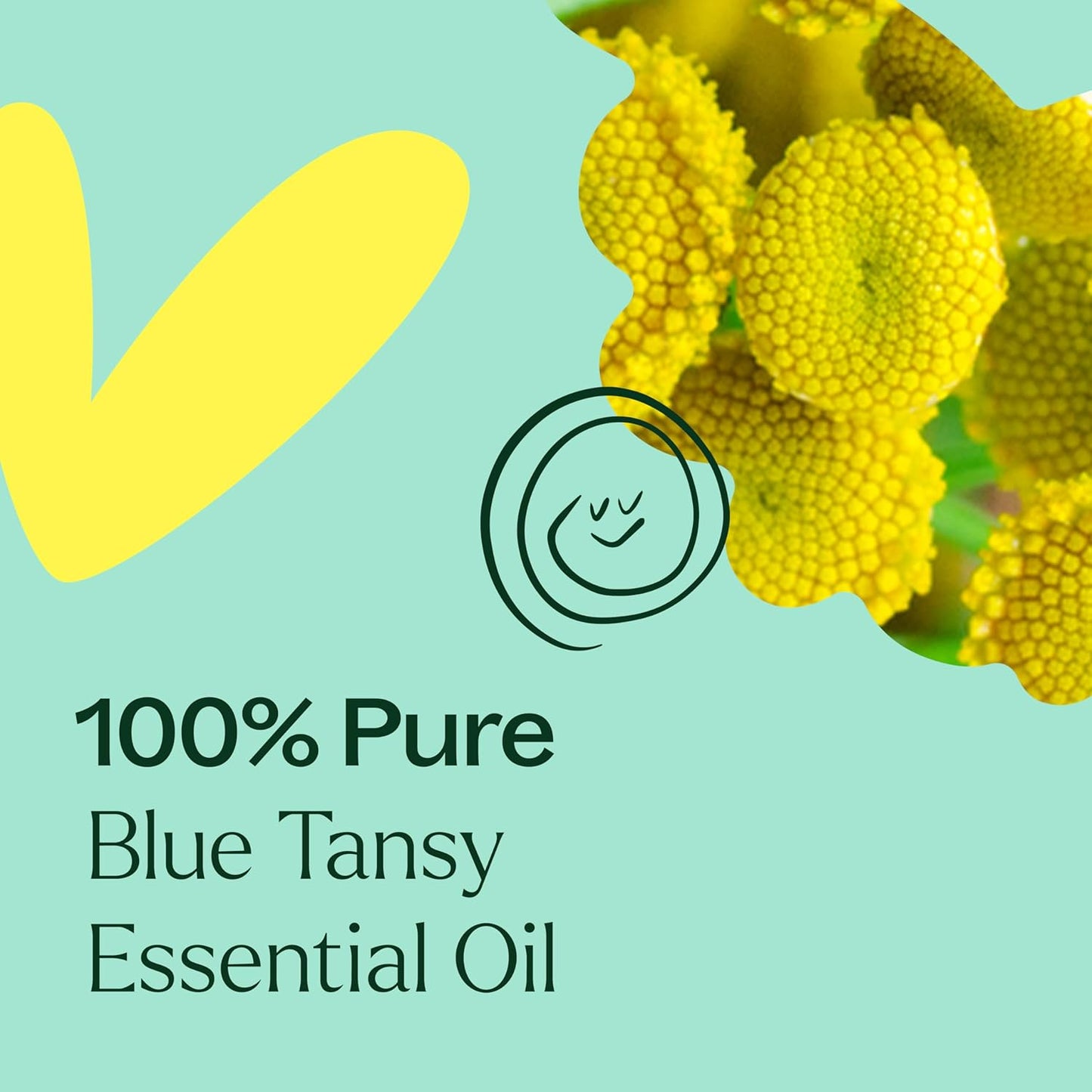 Plant Therapy Blue Tansy Essential Oil 100% Pure, Undiluted, 10 mL (1/3 oz), Herbaceous and Apple-Like Aroma, Great for Diffusers