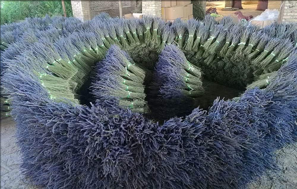 TooGet Lavender Dried Ultra Blue Bundles 400+ Stems (16" - 18" Long) for Home Decor, Crafts, Gift,Wedding or Any Occasion