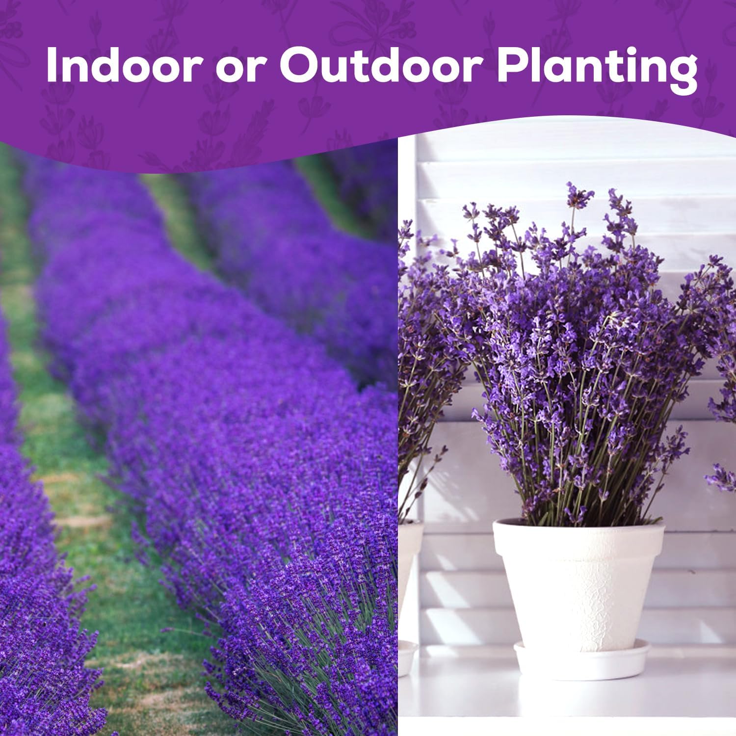 English Lavender Seeds for Planting - 1500+ Heirloom Seeds - High Germination, Fragrant Purple Flowers Herb Seeds for Home Garden, Indoor/Outdoor