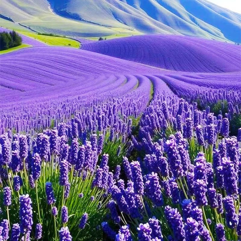 6000Pcs Lavender Seeds (English Lavender) - Perennial Herb, Non-GMO Heirloom Seeds for Planting, Fragrant Purple Flowers for Garden