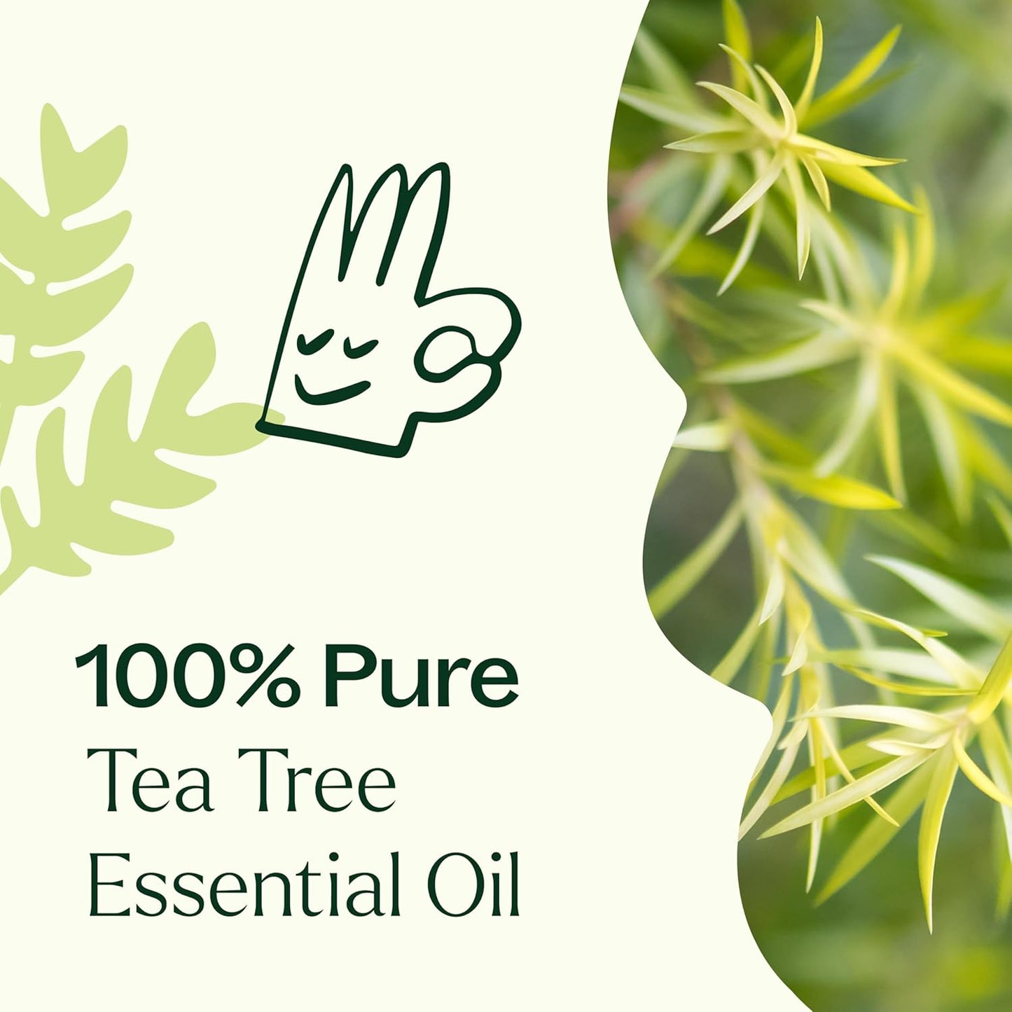 Plant Therapy Tea Tree Essential Oil 100% Pure, Undiluted, Natural Aromatherapy, Therapeutic Grade 30 mL (1 oz)