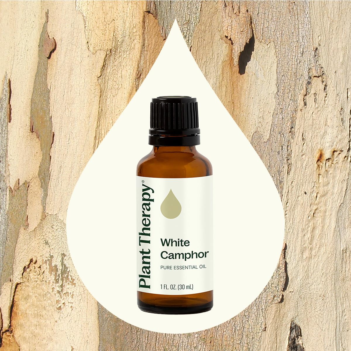 Plant Therapy White Camphor Essential Oil 30 mL (1 oz) 100% Pure, Undiluted, Supports Respiratory Health