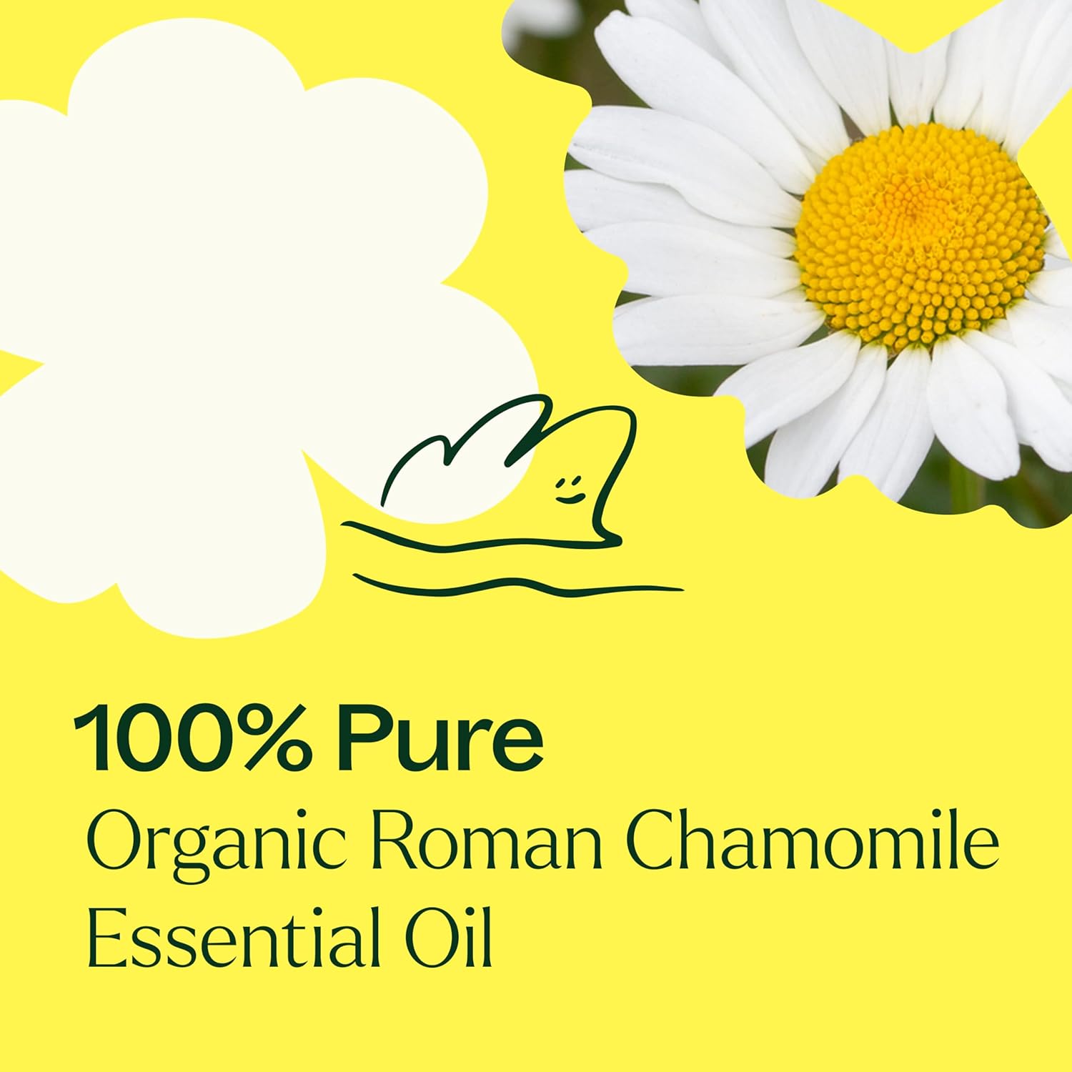 Plant Therapy Organic Roman Chamomile Essential Oil 2.5 mL (1/12 oz) 100% Pure, Undiluted, USDA Certified Organic, Natural Aromatherapy for Relaxation and Stress Relief