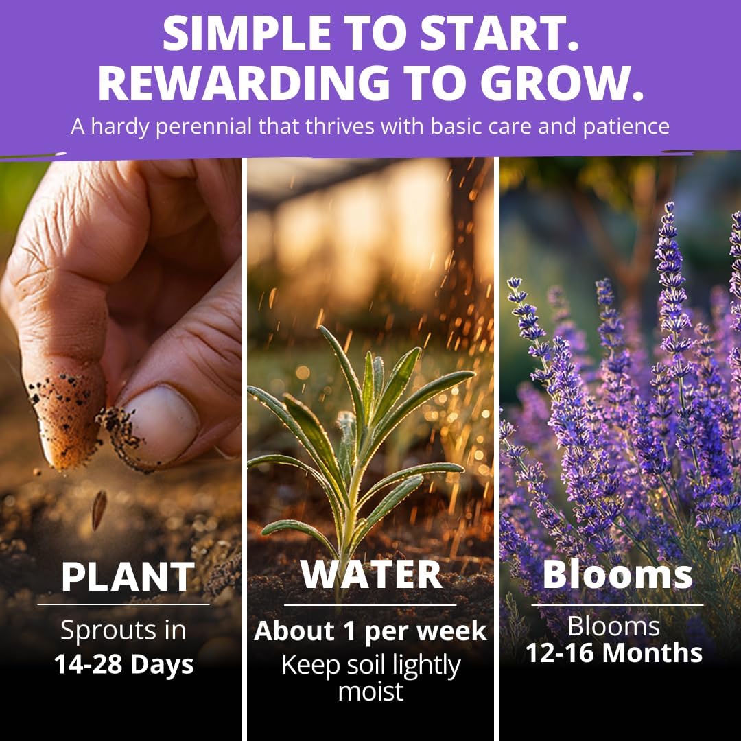 HOME GROWN Non GMO English Lavender Seeds 3,000+ Wildflower Seed for Planting Indoor/Outdoor, High Germination, Plant Flower Seeds (Lavandula antustifolia)