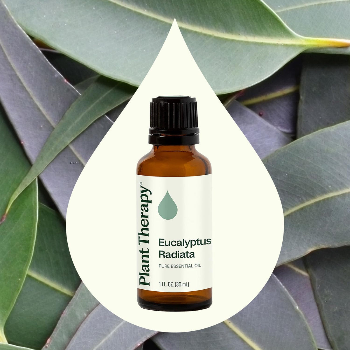 Plant Therapy Eucalyptus Radiata Essential Oil 30 mL (1 oz)